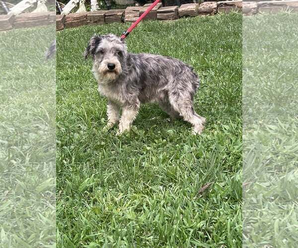 Medium Photo #2 Mutt Puppy For Sale in HOPKINSVILLE/PRINCETON, KY, NH, USA