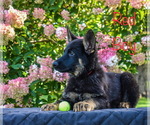 Small Photo #10 German Shepherd Dog Puppy For Sale in MUNNSVILLE, NY, USA