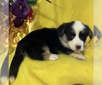 Small Photo #7 Cardigan Welsh Corgi Puppy For Sale in DEARBORN, MO, USA