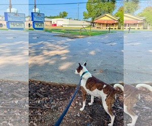 Beans- beautiful girl - Female American Staffordshire Terrier-Unknown Mix Dog for Adoption - Photo #5