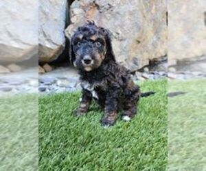 Miniature Bernedoodle Puppy for sale in LAKE STEVENS, WA, USA
