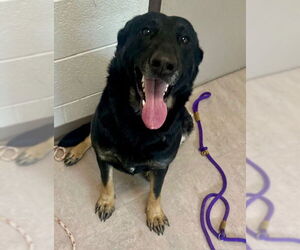 Medium German Shepherd Dog Mix