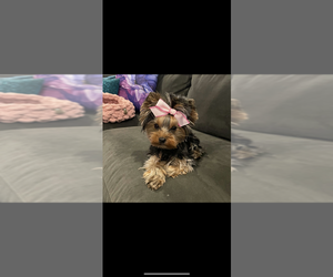 Yorkshire Terrier Puppy for sale in AURORA, CO, USA