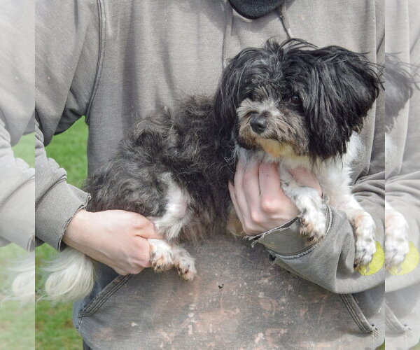 Medium Photo #3 Shih Tzu Puppy For Sale in Huntley, IL, USA