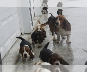 Basset Hound Litter for sale in MEMPHIS, MO, USA