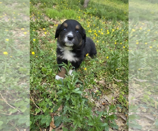 Medium Photo #1 English Shepherd Puppy For Sale in UPTON, KY, USA