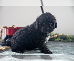 Small Photo #12 Poodle (Miniature)-Portuguese Water Dog Mix Puppy For Sale in FREDERICKSBURG, OH, USA