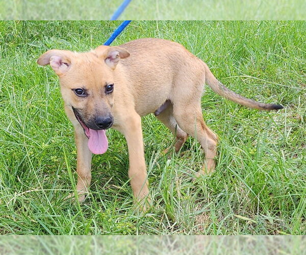Medium Photo #3 Labrador Retriever-Unknown Mix Puppy For Sale in Wetumpka, AL, USA