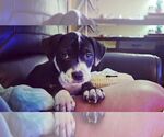 Small #4 American Pit Bull Terrier-American Staffordshire Terrier Mix