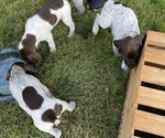 Small Photo #16 German Shorthaired Pointer Puppy For Sale in DALLAS, OR, USA