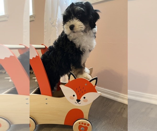 Medium Photo #8 Bernedoodle (Miniature) Puppy For Sale in SYLMAR, CA, USA