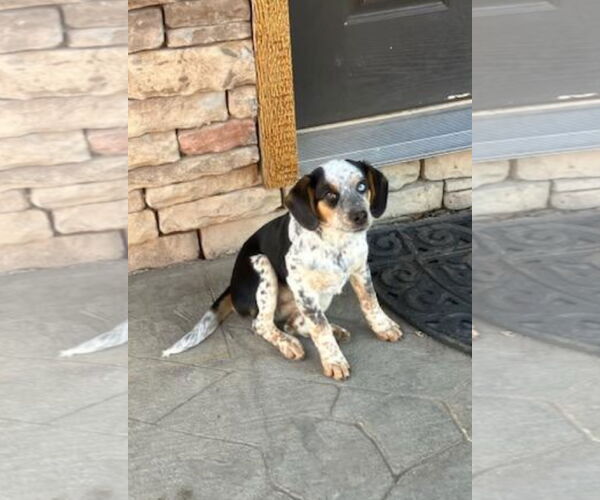 Medium Photo #2 Beagle Puppy For Sale in Harrison, AR, USA