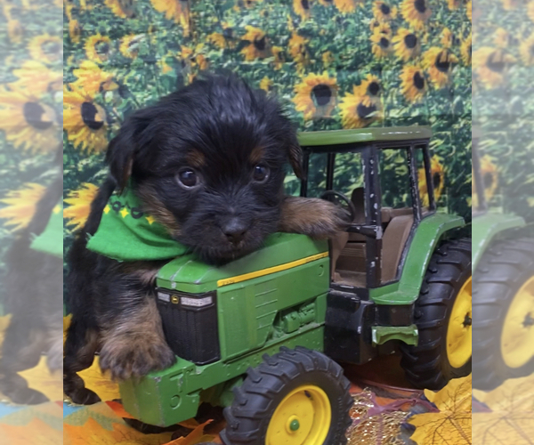 Medium Photo #20 Shorkie Tzu Puppy For Sale in SELLERSBURG, IN, USA