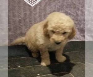 Goldendoodle-Poodle (Miniature) Mix Puppy for sale in ARTHUR, IL, USA