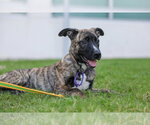 Small #5 German Shepherd Dog Mix