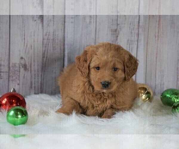 Medium Photo #2 Goldendoodle (Miniature) Puppy For Sale in FREDERICKSBG, OH, USA