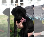 Small #1 Labrador Retriever