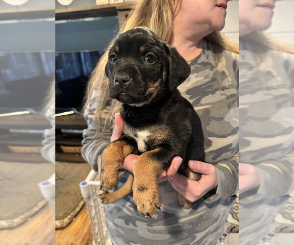 Medium Photo #3 Labrottie Puppy For Sale in Brewster, NY, USA