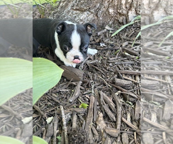 Medium Photo #8 Boston Terrier Puppy For Sale in FREDONIA, KS, USA