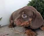 Small #3 Dachshund