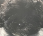 Small Photo #1 Shih-Poo Puppy For Sale in UNIONTOWN, OH, USA