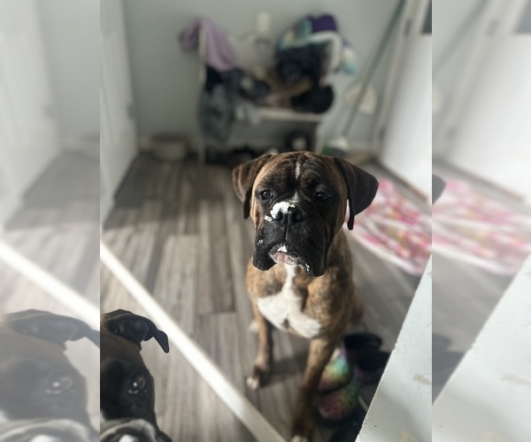 Medium Photo #1 Boxer Puppy For Sale in ELKHART, IN, USA