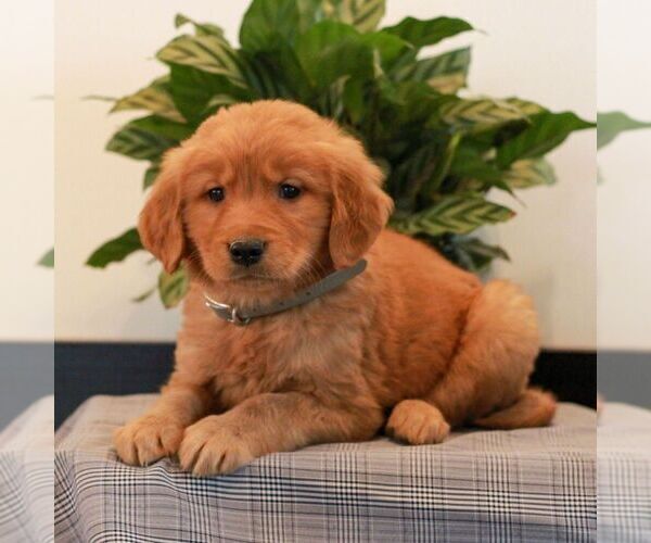 Medium Photo #4 Golden Retriever Puppy For Sale in LITITZ, PA, USA