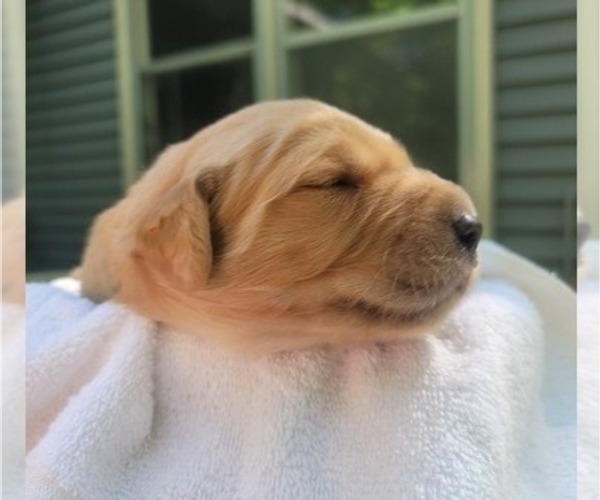 Medium Photo #11 Golden Retriever Puppy For Sale in ROCKFORD, MI, USA