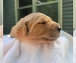 Small #10 Golden Retriever