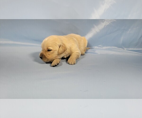 Medium Photo #8 Golden Retriever Puppy For Sale in BLACK FOREST, CO, USA