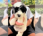 Small Photo #3 Sheepadoodle Puppy For Sale in BUFORD, GA, USA