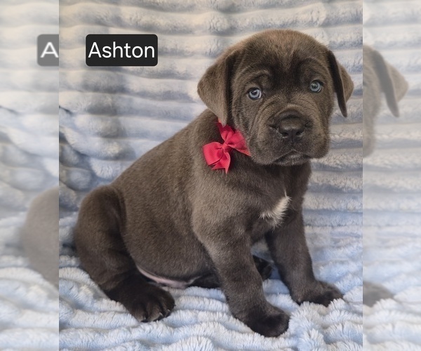 Medium Photo #2 Cane Corso Puppy For Sale in MINERAL WELLS, WV, USA