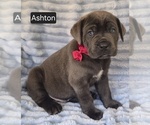 Small #1 Cane Corso