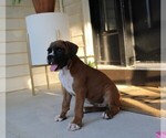 Small #1 Boxer