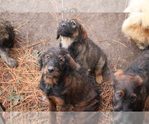 Rottle Puppy for sale in GREER, ID, USA