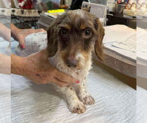 Dachshund-Unknown Mix Dogs for adoption in Benton, LA, USA