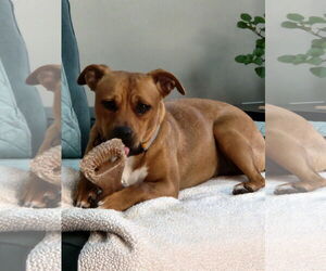 HATTIE (COURTESY POST) - Female Boxer-Unknown Mix Dog for Adoption - Photo #2