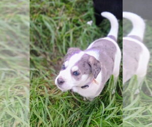 Woody - Male Great Dane-Unknown Mix Dog for Adoption - Photo #6