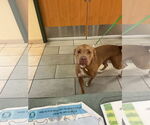 Small #3 American Pit Bull Terrier