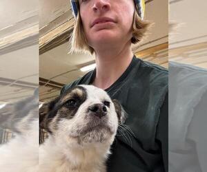 Mutt Dogs for adoption in Calgary, Alberta, Canada