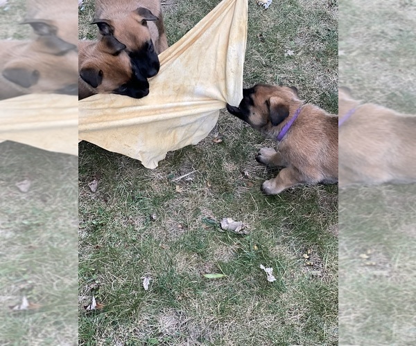 Medium Photo #1 Belgian Malinois Puppy For Sale in SPENCERVILLE, IN, USA