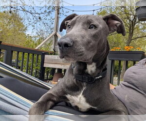 Mutt Dogs for adoption in Wenonah, NJ, USA