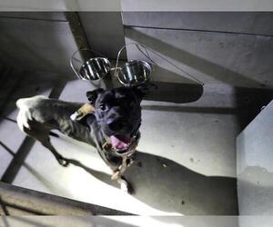 Labrador Retriever Dogs for adoption in Pasadena, CA, USA