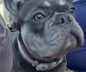 Mother of the French Bulldog puppies born on 06/22/2026