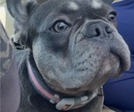 Small Photo #1 French Bulldog Puppy For Sale in BOURBON, MO, USA