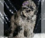 Small #3 Poodle (Toy)
