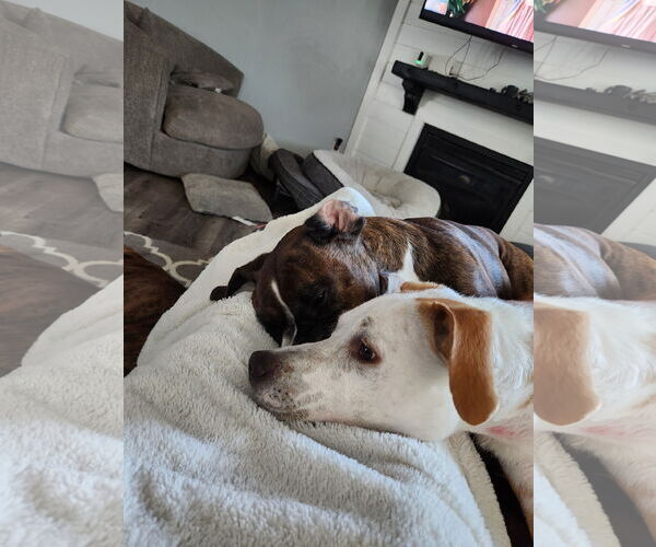 Medium Photo #20 American Pit Bull Terrier-Unknown Mix Puppy For Sale in Sandy, UT, USA