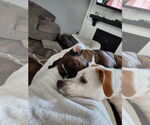 Small #19 American Pit Bull Terrier Mix