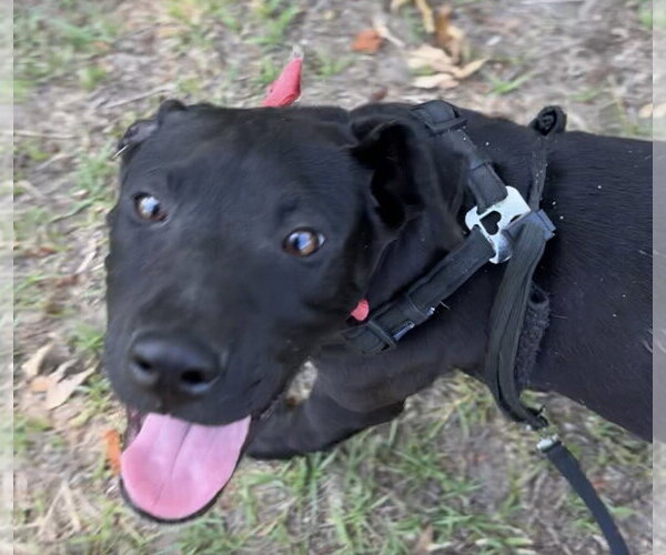 Medium Photo #3 Labrador Retriever-Unknown Mix Puppy For Sale in Tarrytown, GA, USA