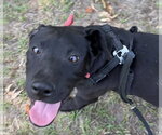 Small #2 Labrador Retriever Mix